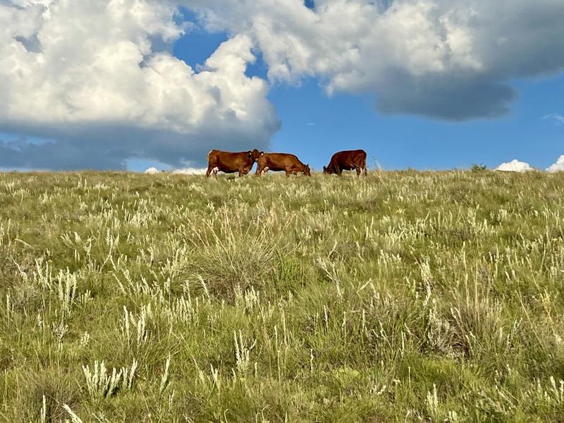 0 Bedroom Property for Sale in Fouriesburg Free State